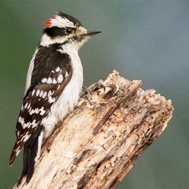 sofo-downy-woodpecker