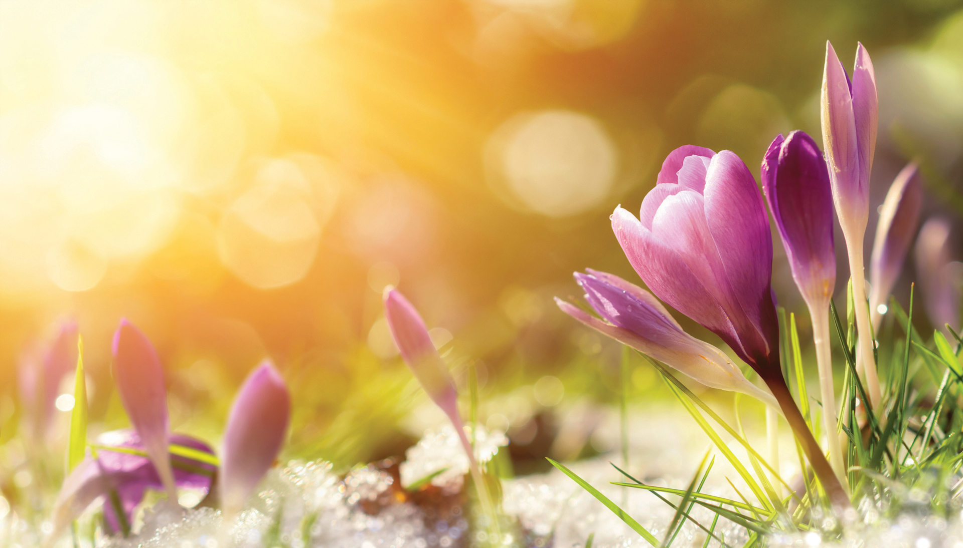 spring-flowers