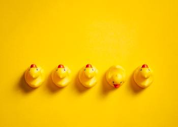 Directly above photography of rubber ducks on a yellow background.