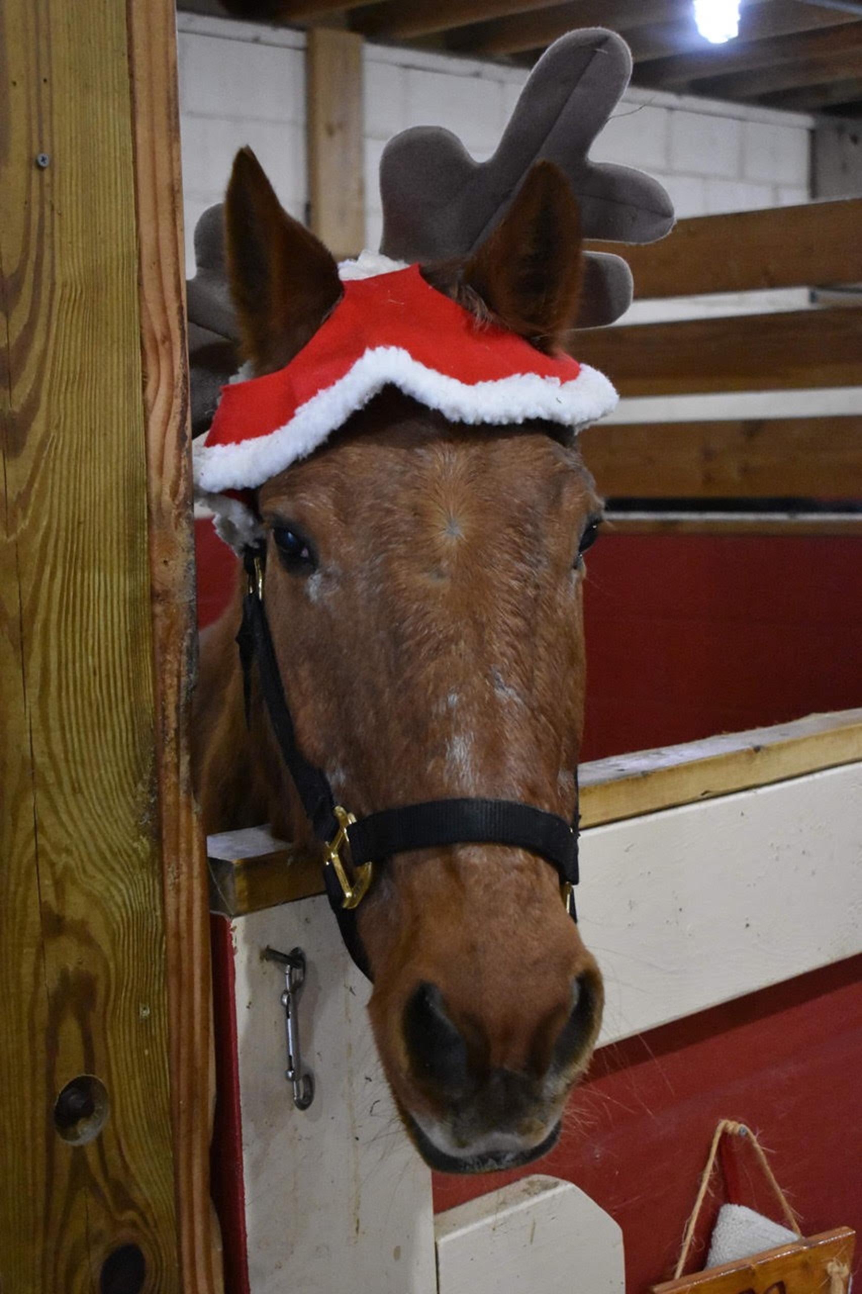 A friend you'll meet on the Holiday Farm Light Tours at Spirit's Promise Equine Rescue.