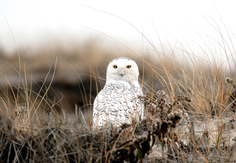 A wintering snowy owl on the East End