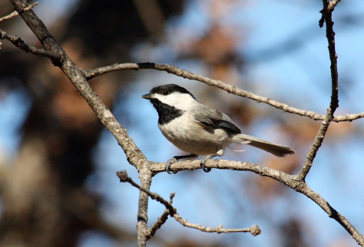 A black-capped chickadee at the Elizabeth Morton National Wildlife Refuge in the Hamptons
