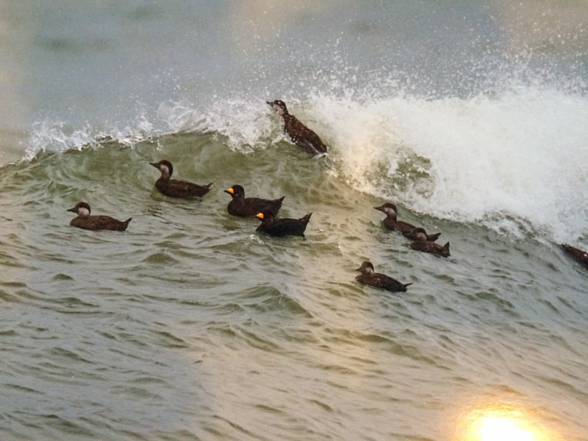 Black scoters, which can be spotted off Montauk Point in the winter