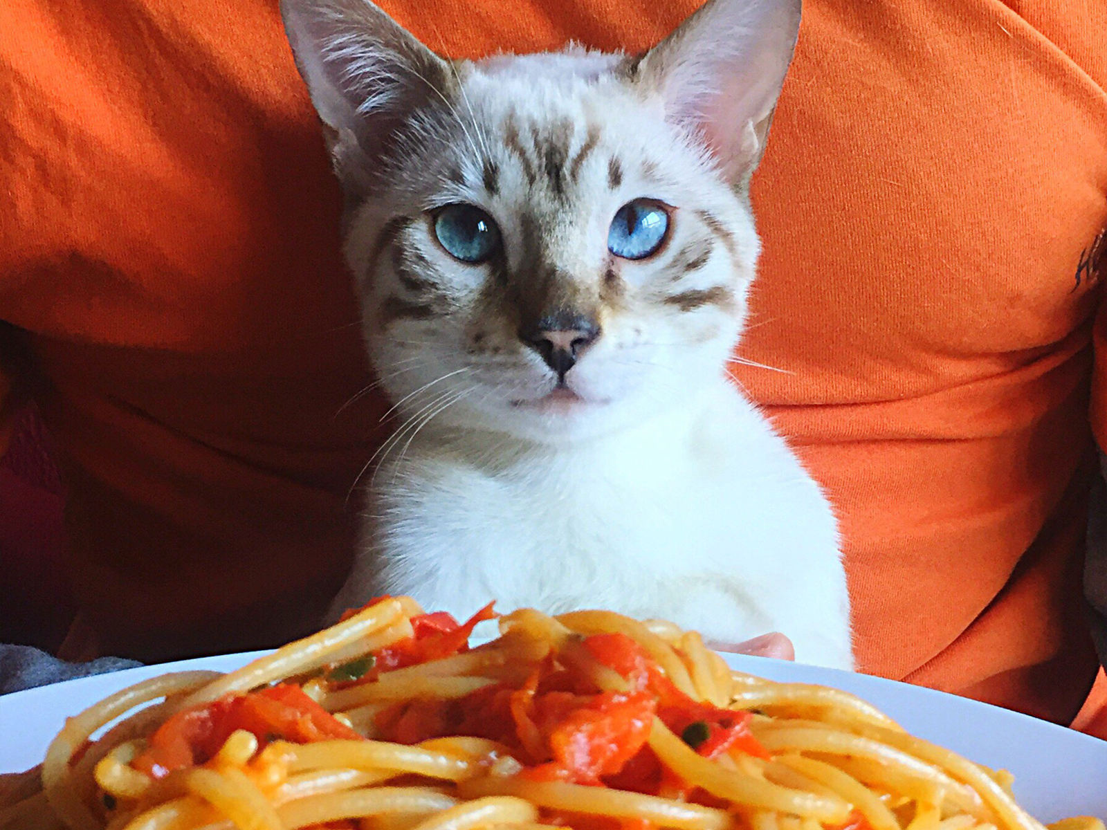At the Spay-ghetti Fundraiser, you can purchase spaghetti dinners to help East End cats—what a sweet deal!