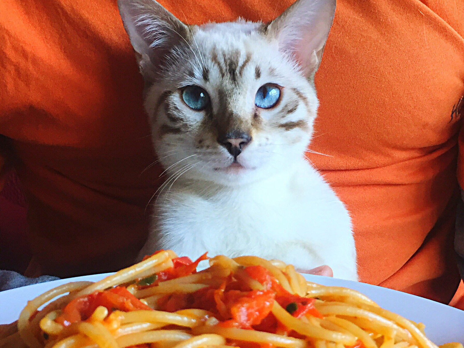 At the Spay-ghetti Fundraiser, you can purchase spaghetti dinners to help East End cats—what a sweet deal in the Hamptons