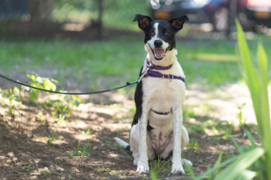 ARF's 3-year-old Stella is a smart, wonderful dog who will need a patient person willing to earn her trust. But don't let this fool you—she's no shrinking violet. She knows basic obedience, destroys stuffed toys and plays hard with other dogs.