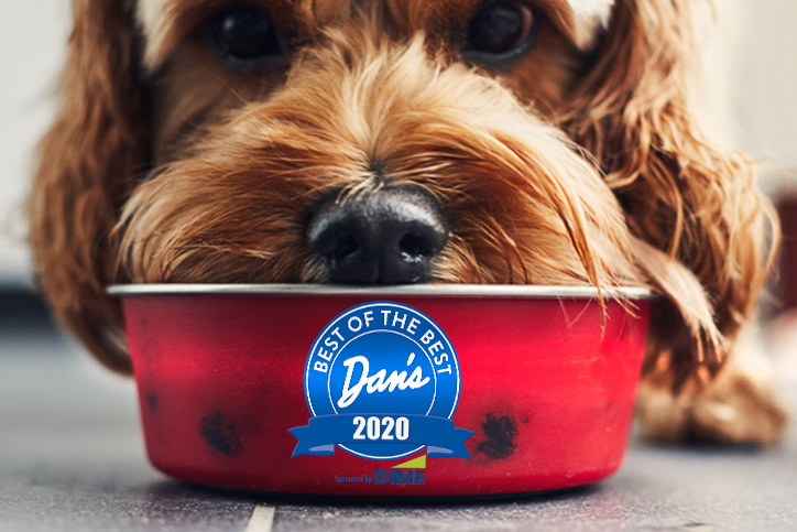 Close up of dog eating food from a red bowl