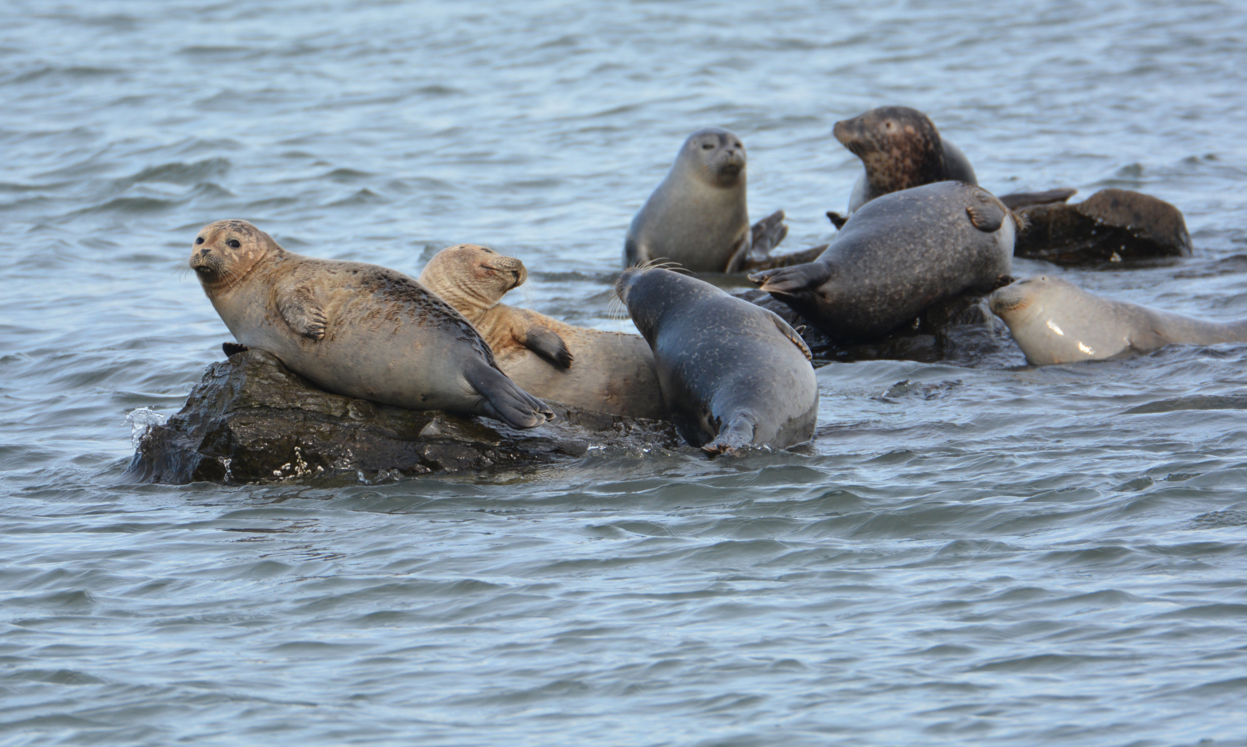Spot sunbathing seals in Cupsogue this Saturday