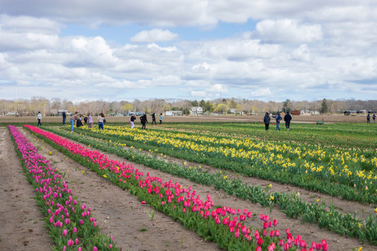 Photos of the Riverhead Farmers Market in January 2019