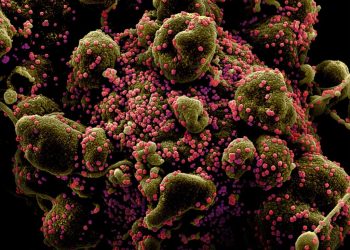 2021-02-14T000000Z_1817774408_RC2HSL9SB9UN_RTRMADP_3_HEALTH-CORONAVIRUS-BRAZIL-VARIANT-1024×846