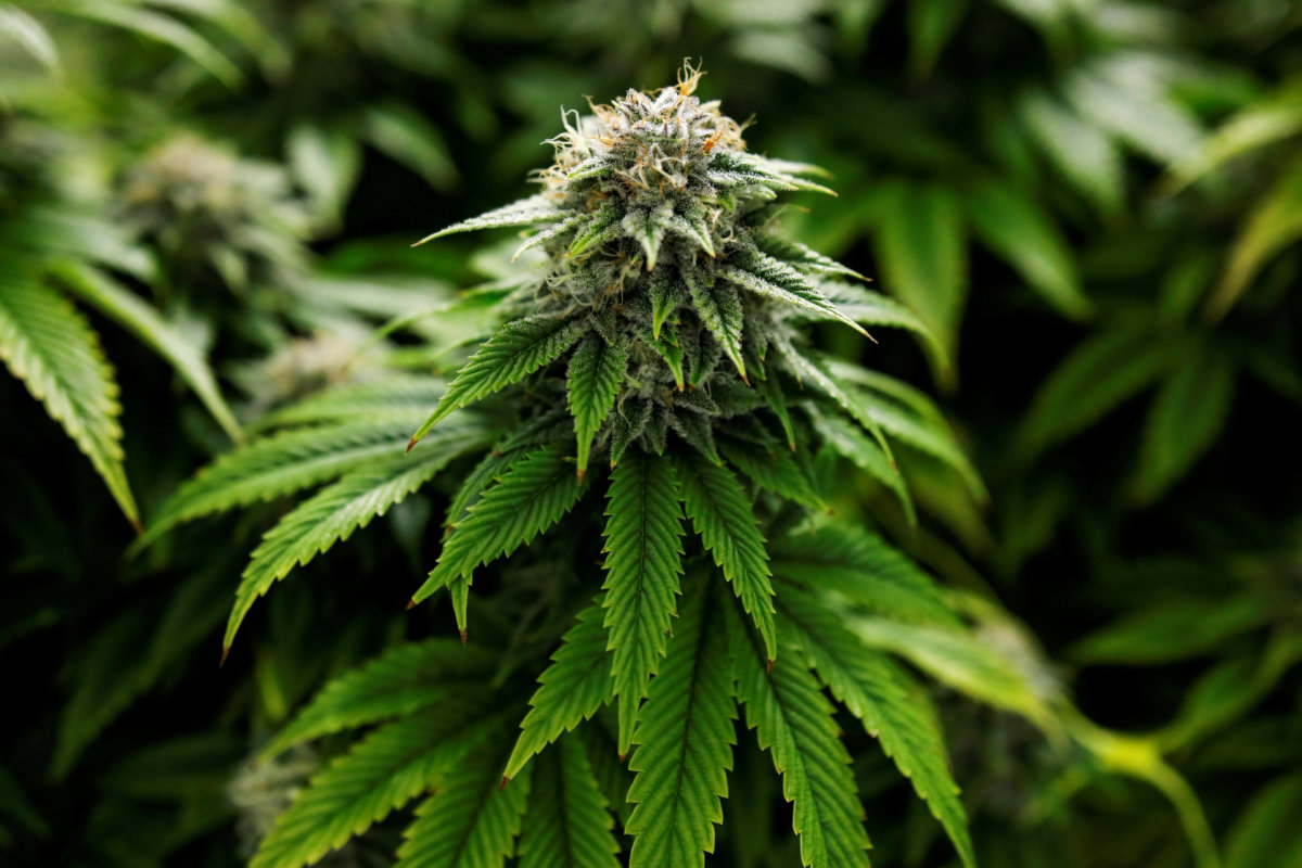 Genetics in autoflower seeds weed