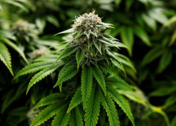 marijuana plants