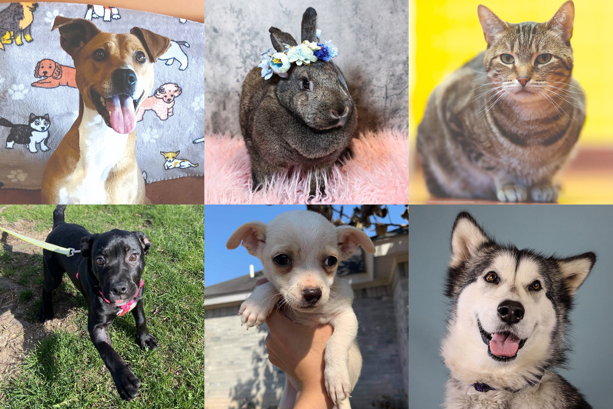 East End animals who may still be in need of a loving forever home