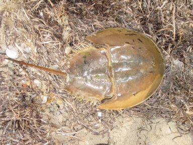 Beach Safari Horseshoe crab credit SOFO