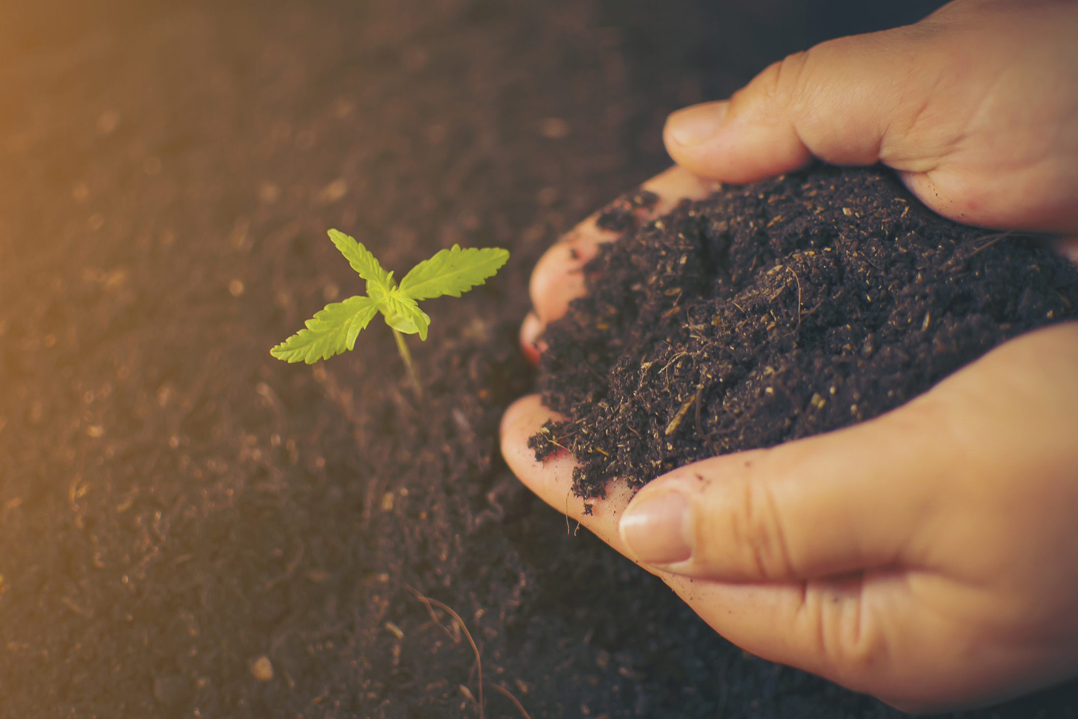 Celebrate Earth Day by planting herbs with Sag Harbor Historical Society