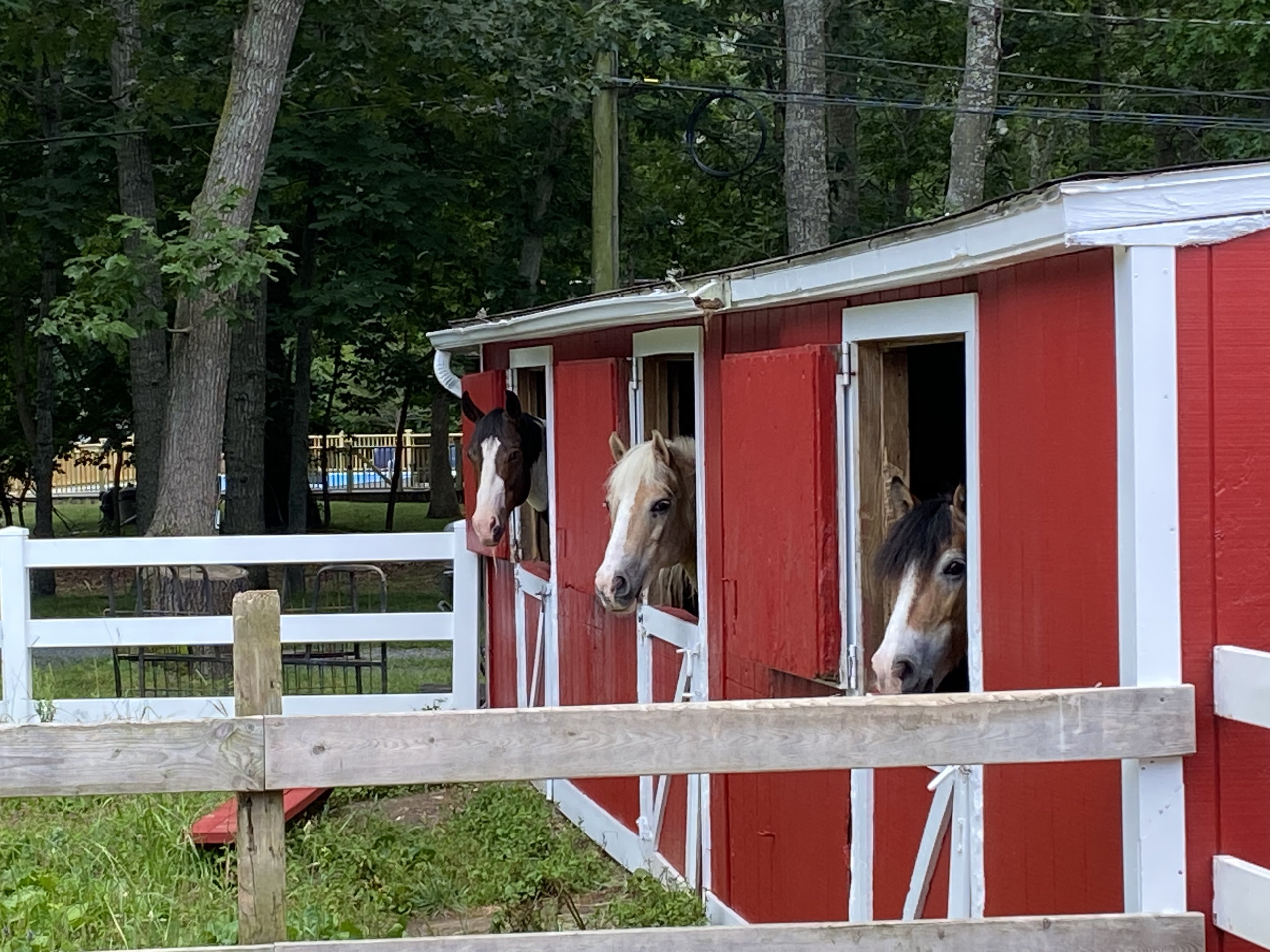 Paco, Mosely and Pumpkin checking out their new stalls Courtesy CTREE