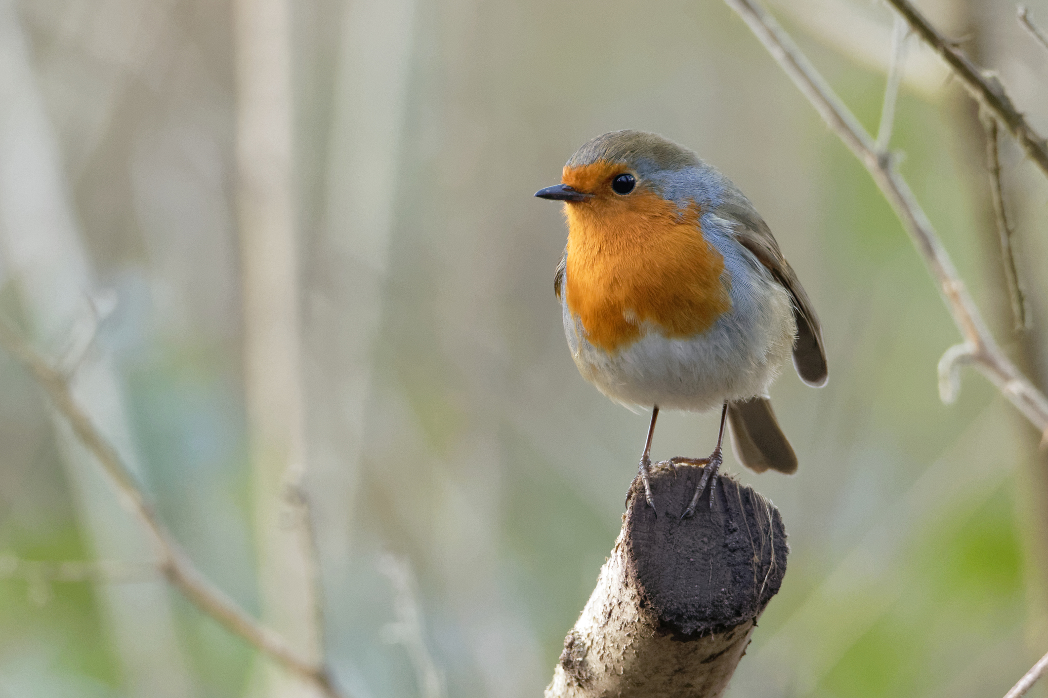 What birds await your first foray into birdwatching?