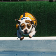 See dogs dive at the annual Greenport event on the North Fork this week
