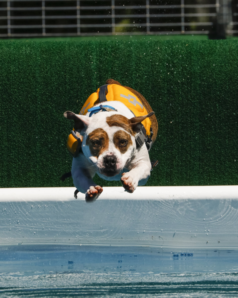 See dogs dive at the annual Greenport event