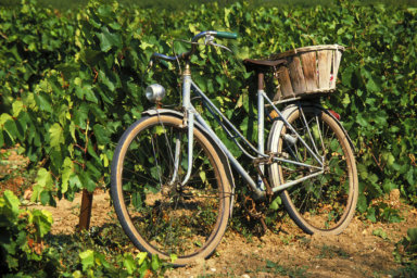 Blue French bicycle with wicker basket in vineyard