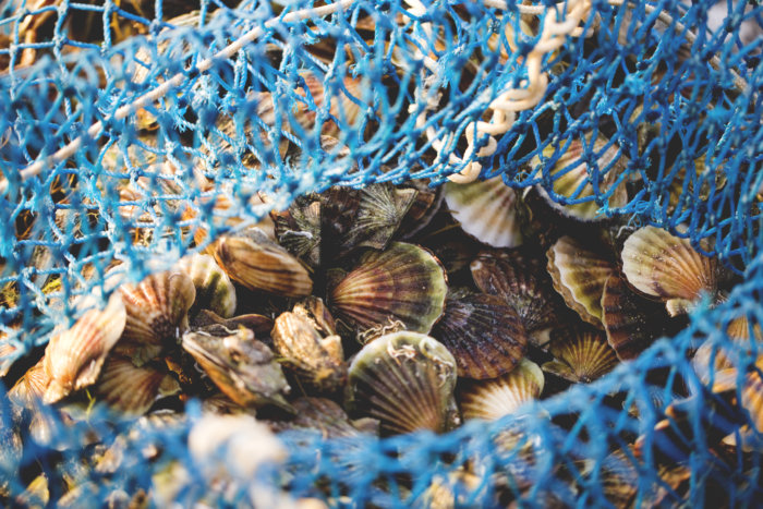 Peconic Bay is known for its fresh scallops, but die-off is killing them Peconic Bay scallops