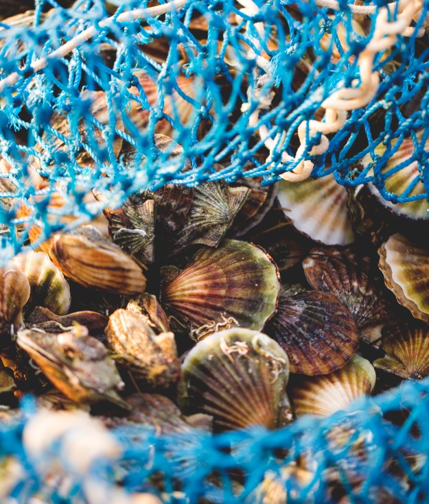 Peconic Bay is known for its fresh scallops, but die-off is killing them Peconic Bay scallops