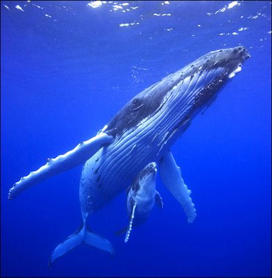 Humpback Whale and Calf (8)
