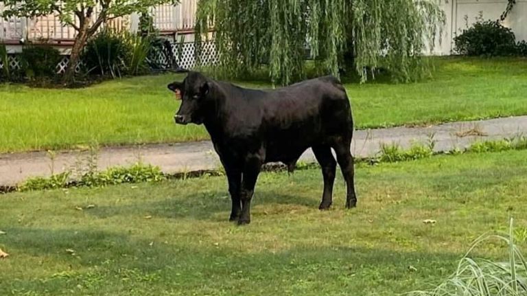 Here's the wild bull in somebody's yard, but some say it's a steer, not a bull