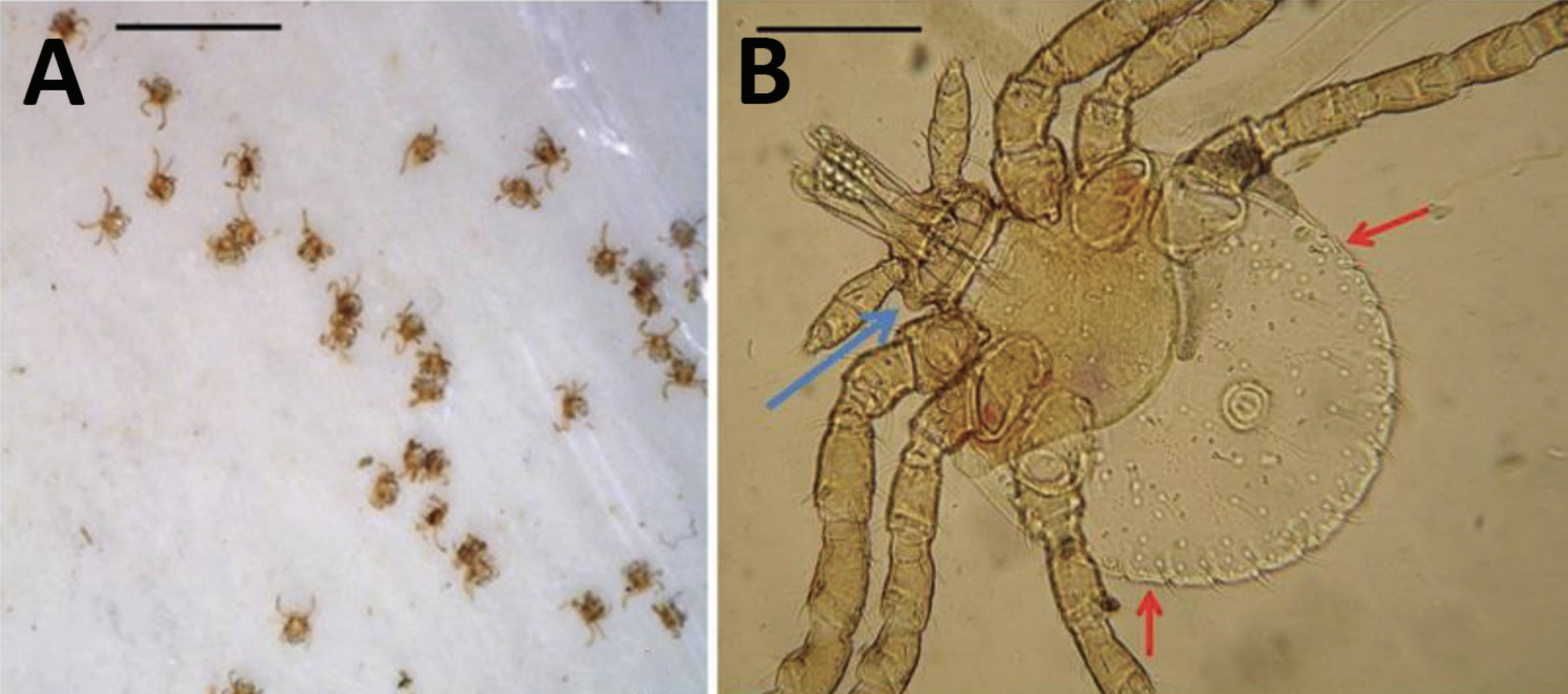 Lone star tick larvae collected from New York and Massachusetts in 2018 (in color)