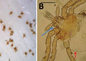 Lone star tick larvae collected from New York and Massachusetts in 2018 (in color)
