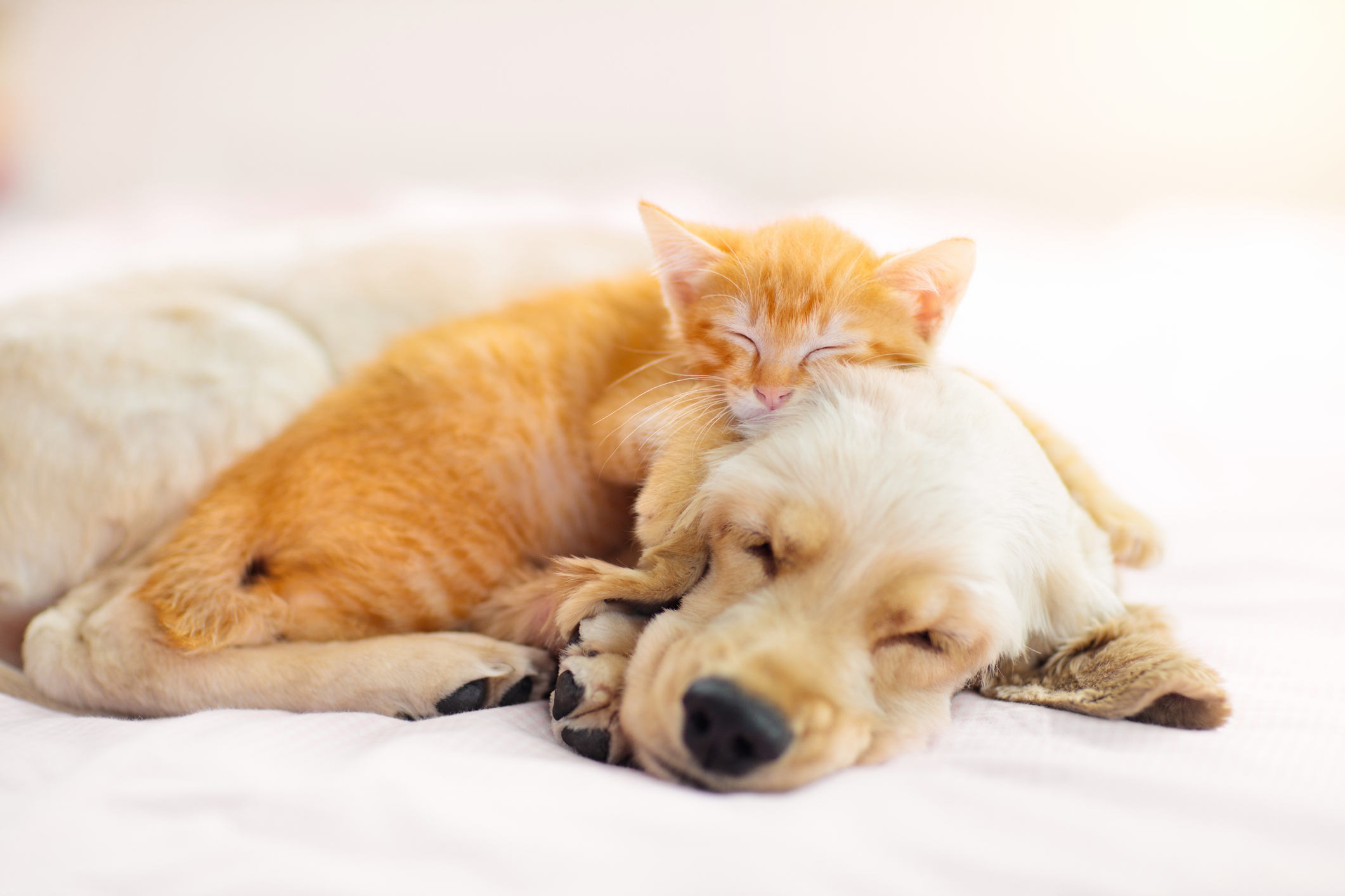 Support the dogs and cats of ARF at the annual Bow Wow Meow Ball Getty Images