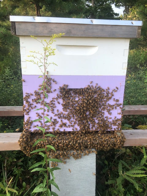 honeybees at the East Hampton Airport beekeeping project