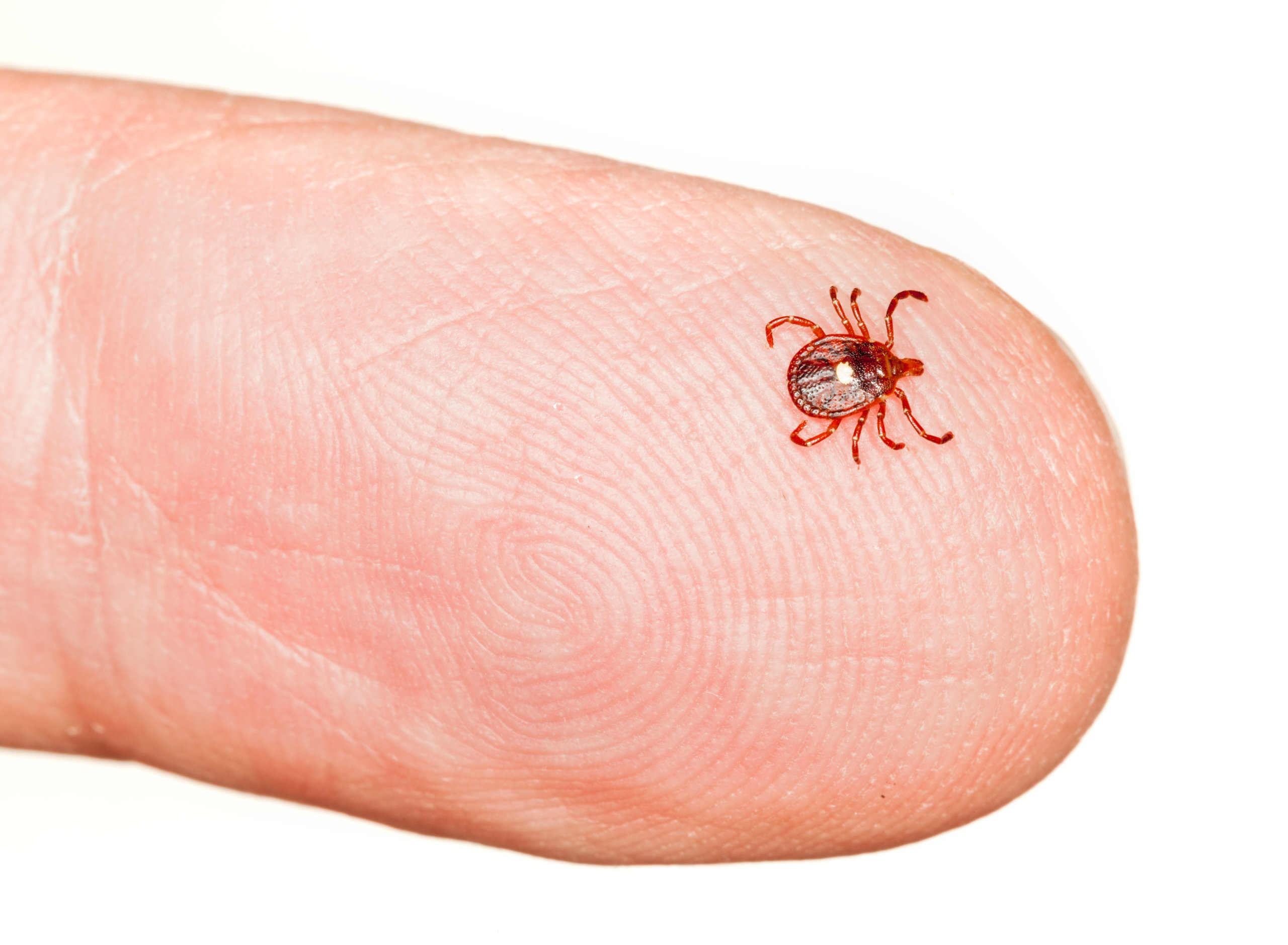 Lone star tick larvae are smaller than the spot on the back of an adult lone star tick (shown here)