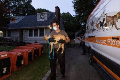 Authorities rescued nearly 100 dogs from a dogfighting ring this week on Long Island