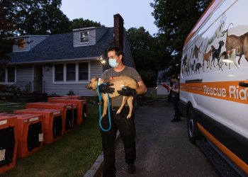 Authorities rescued nearly 100 dogs from a dogfighting ring this week on Long Island