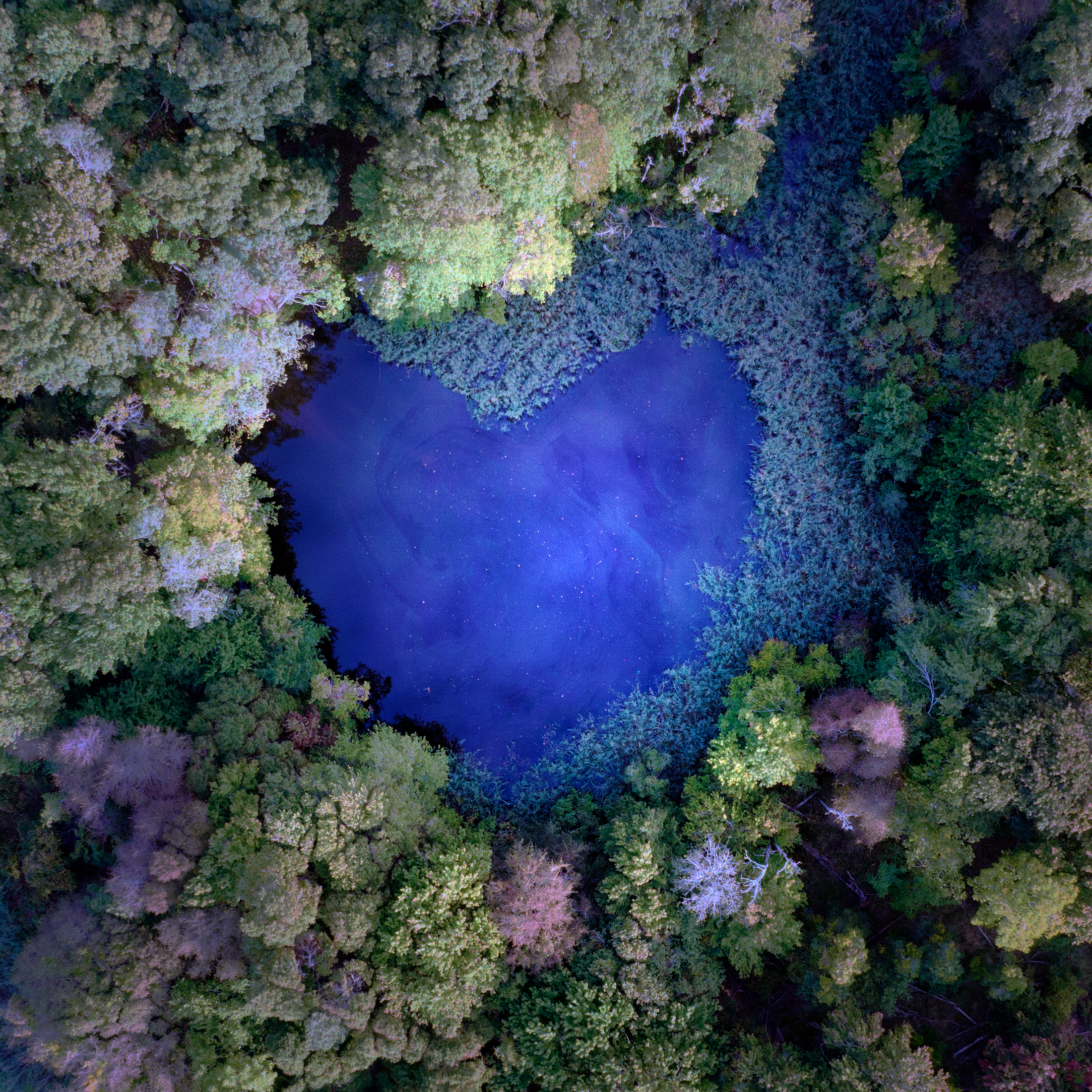 "Lily Pads Heart" by Joanna L. Steidle, winner of the Dan's "Season of Love" photo contest