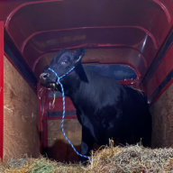 Barney the bull is safe and sound