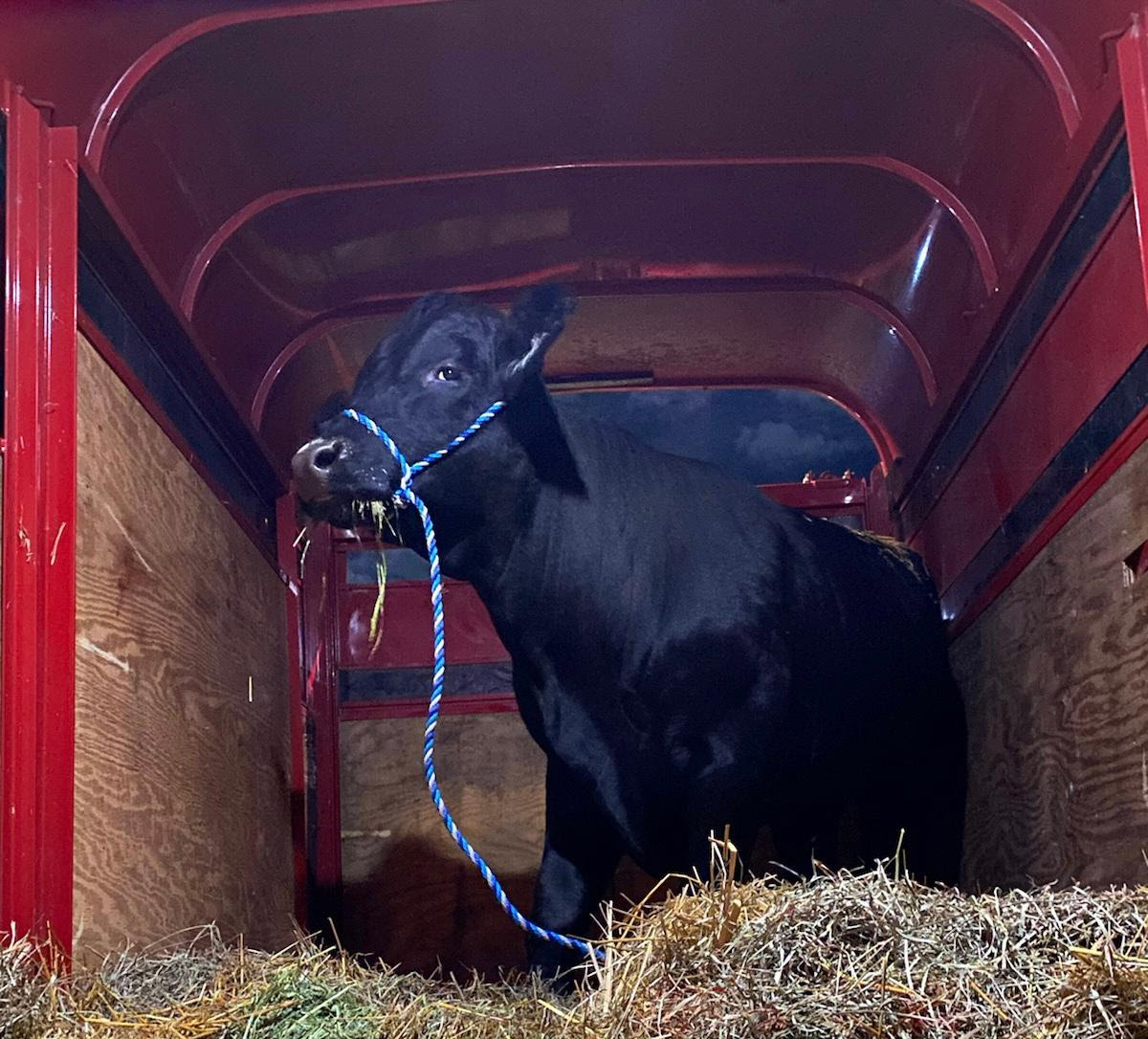 Barney the bull is safe and sound