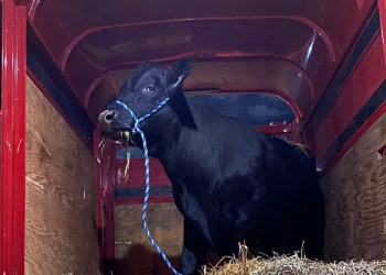 Barney the bull is safe and sound