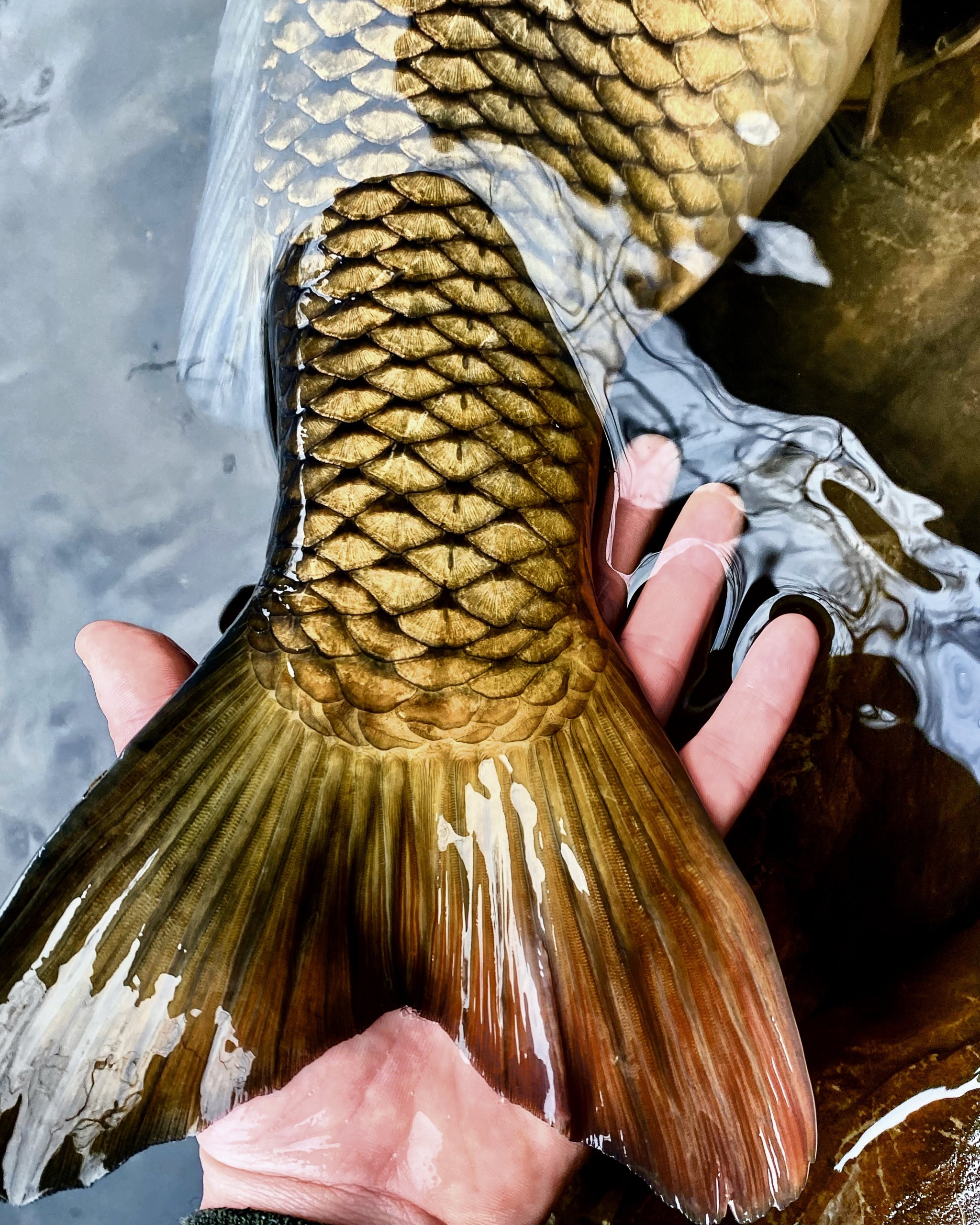 Carp tail