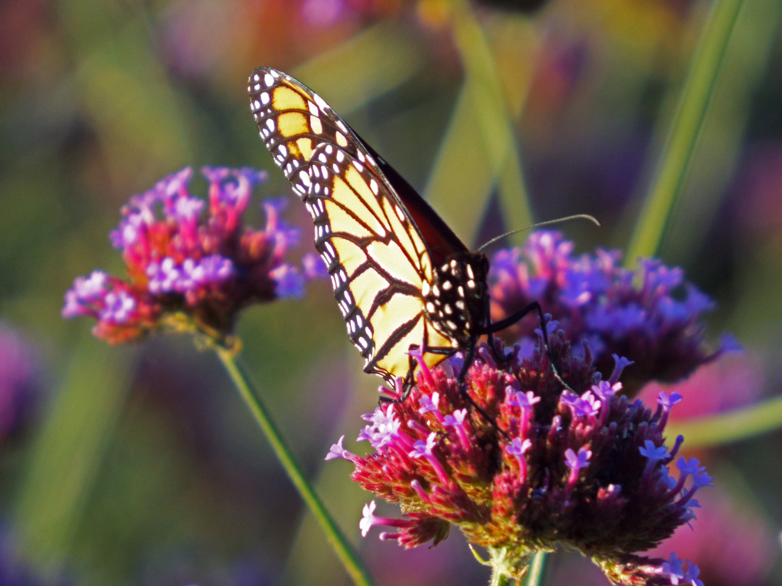 A monarch butterfly among the flowers is beautiful for the whole family