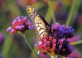 A monarch butterfly among the flowers is beautiful for the whole family