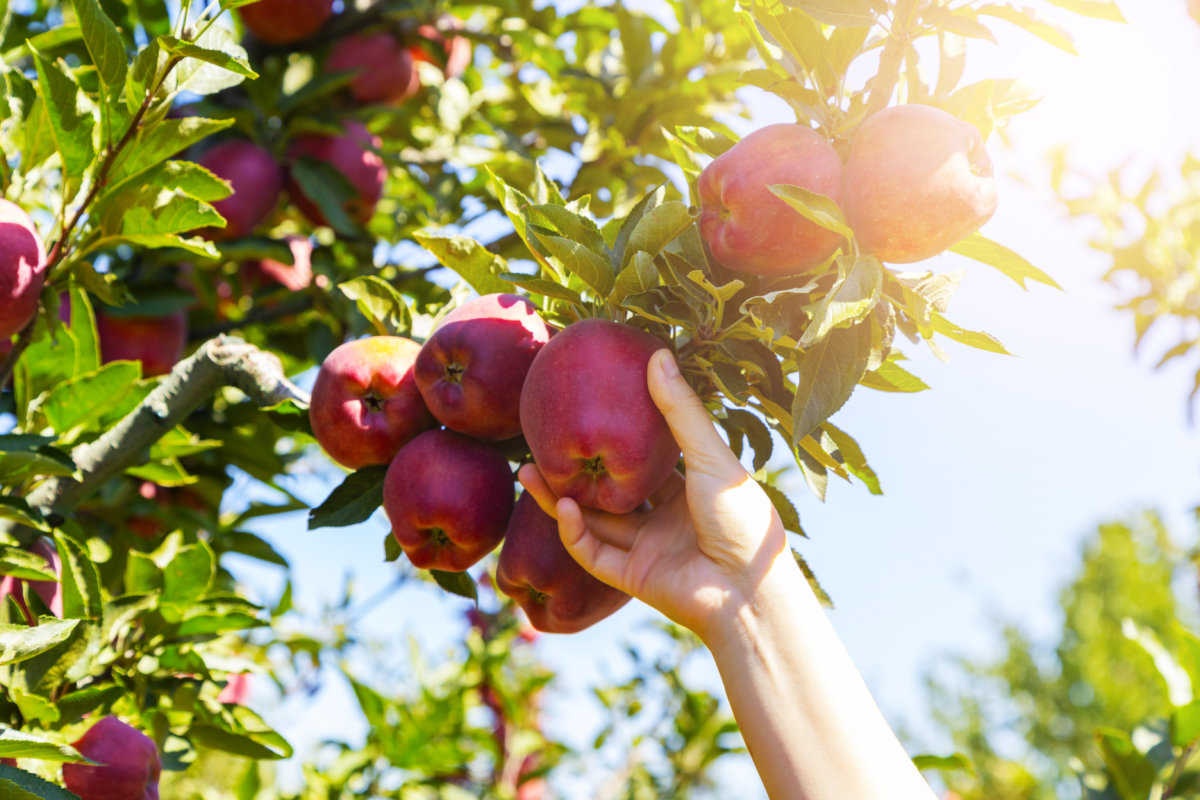 apple picking is back on the East End for 2021