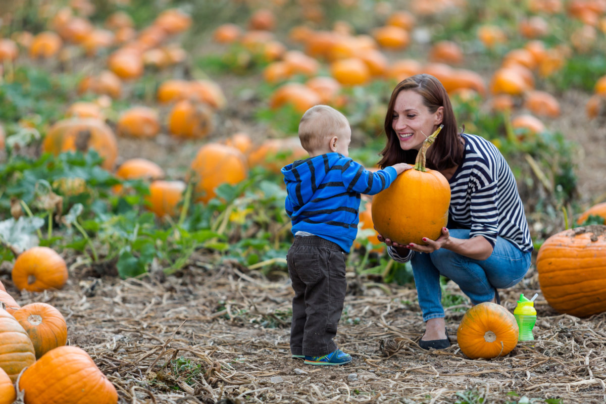 Pumpkin patch