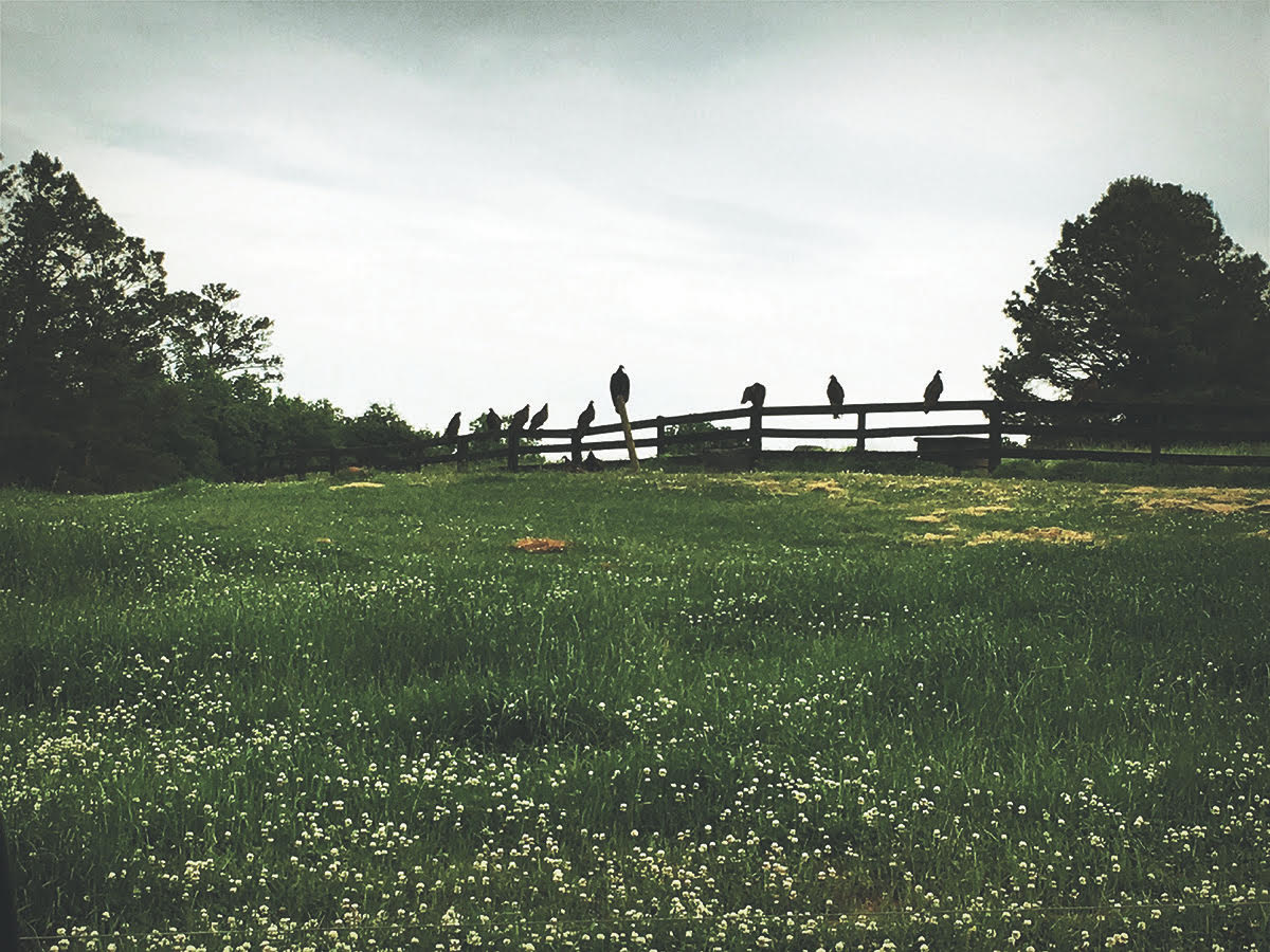 Fence image from "Portraits From The Woods" by Norman Reedus