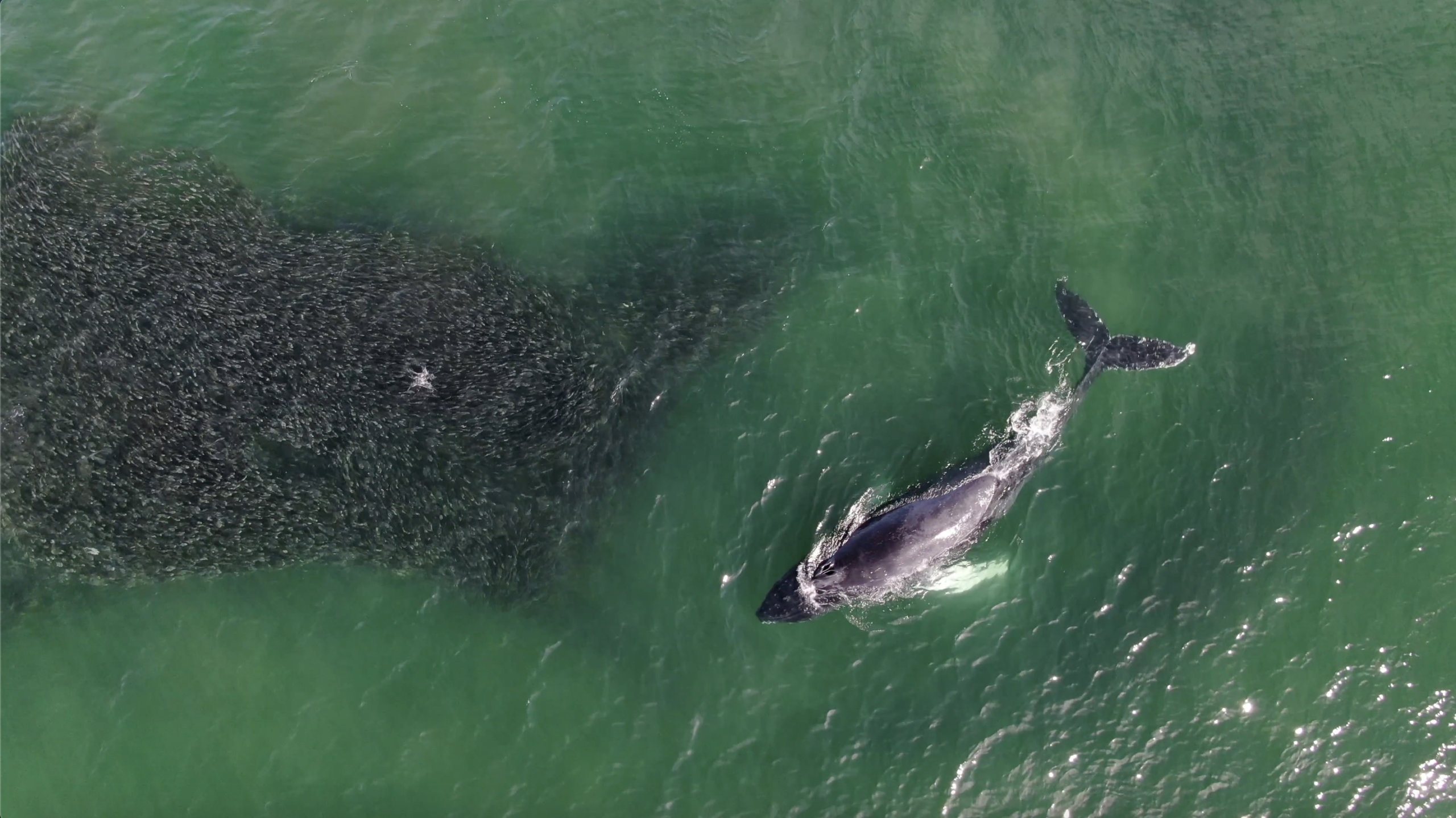 Whale approaching menhaden school