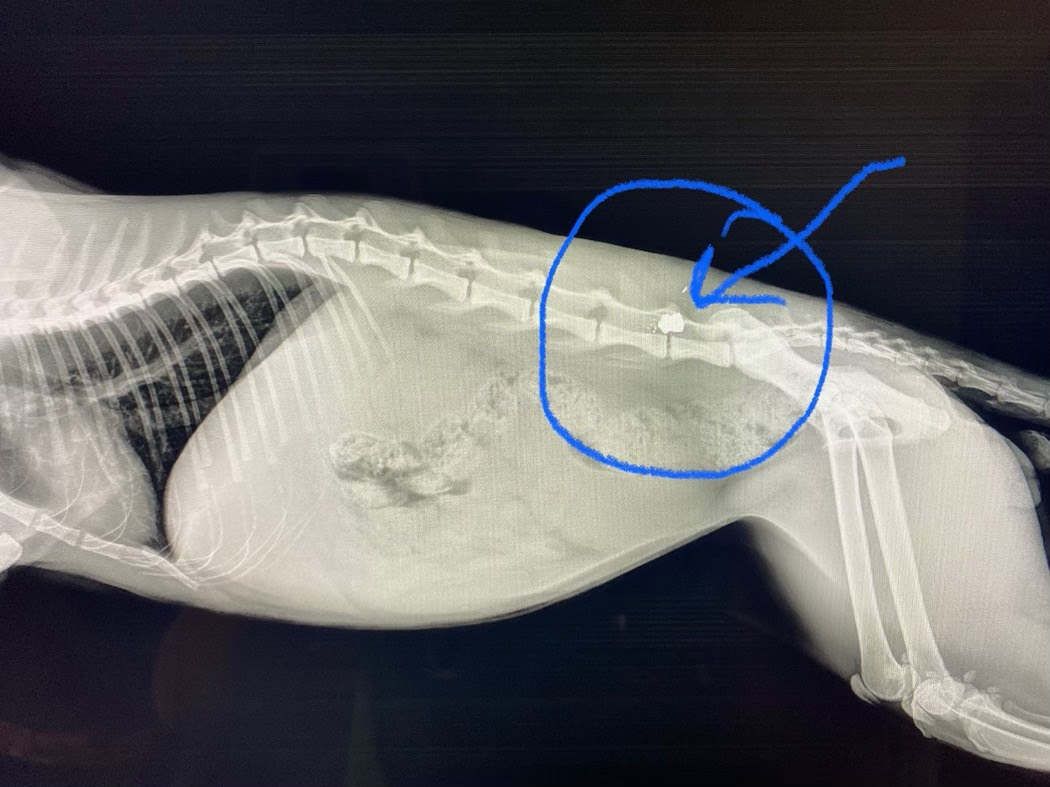 Abraham the cat now has a pellet lodged in his spine
