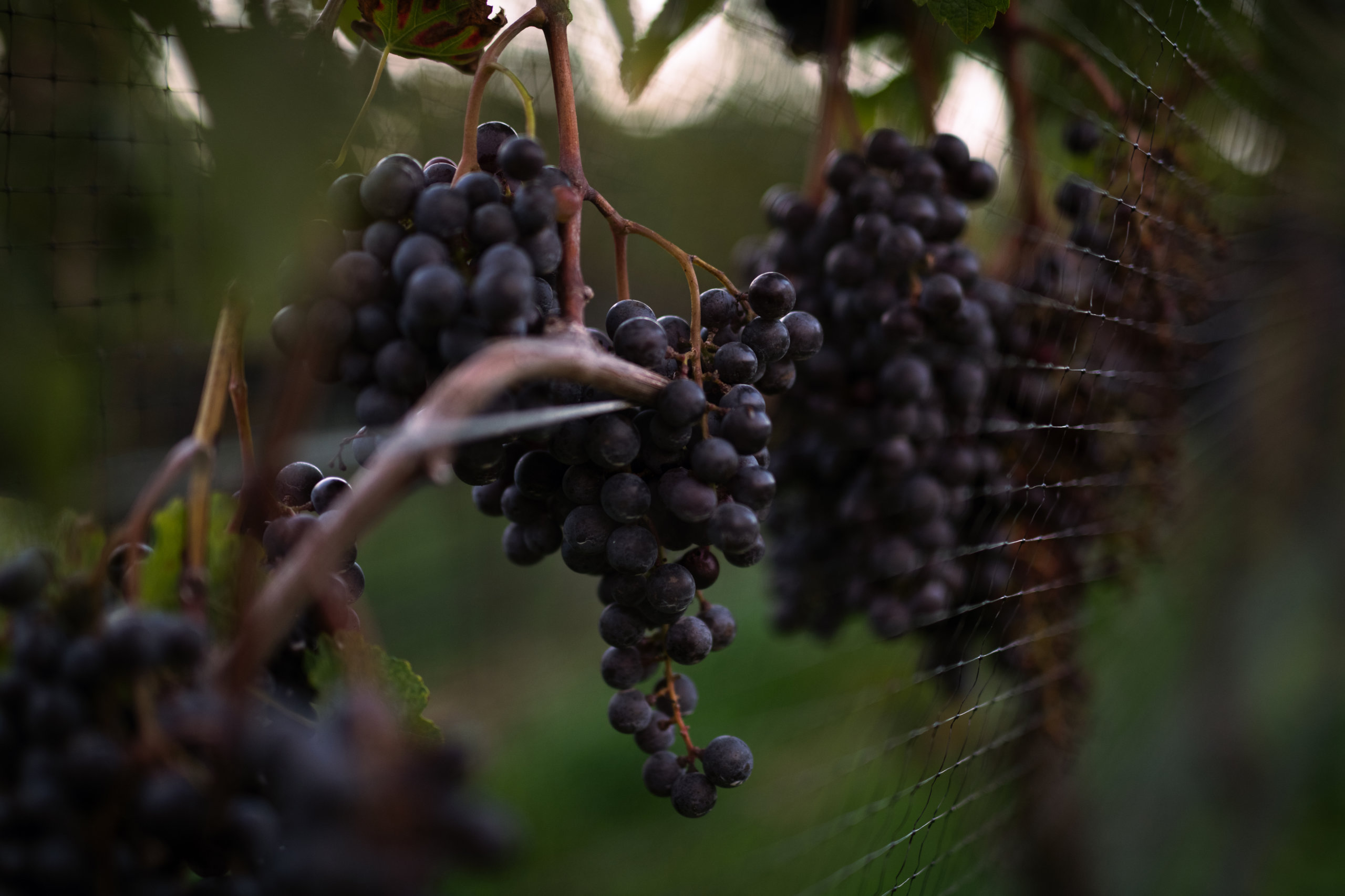 Montauk Daisy grapes