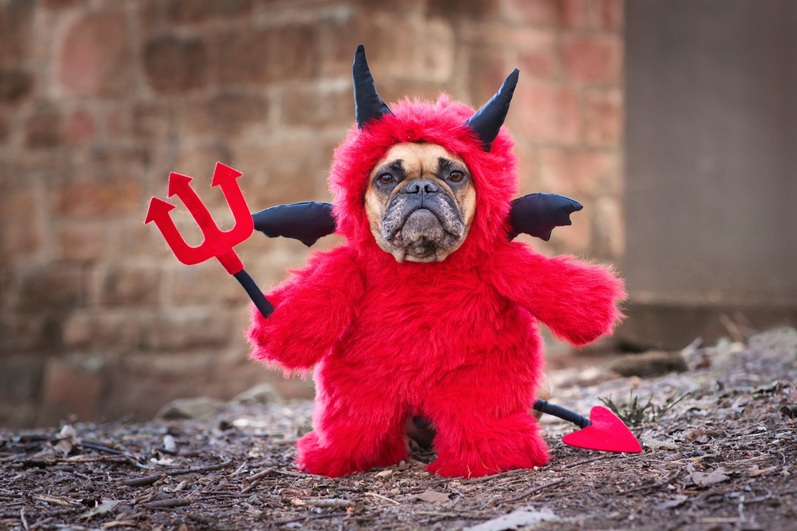 French Bulldog dog in red devil Halloween costume with pitchfork and horns