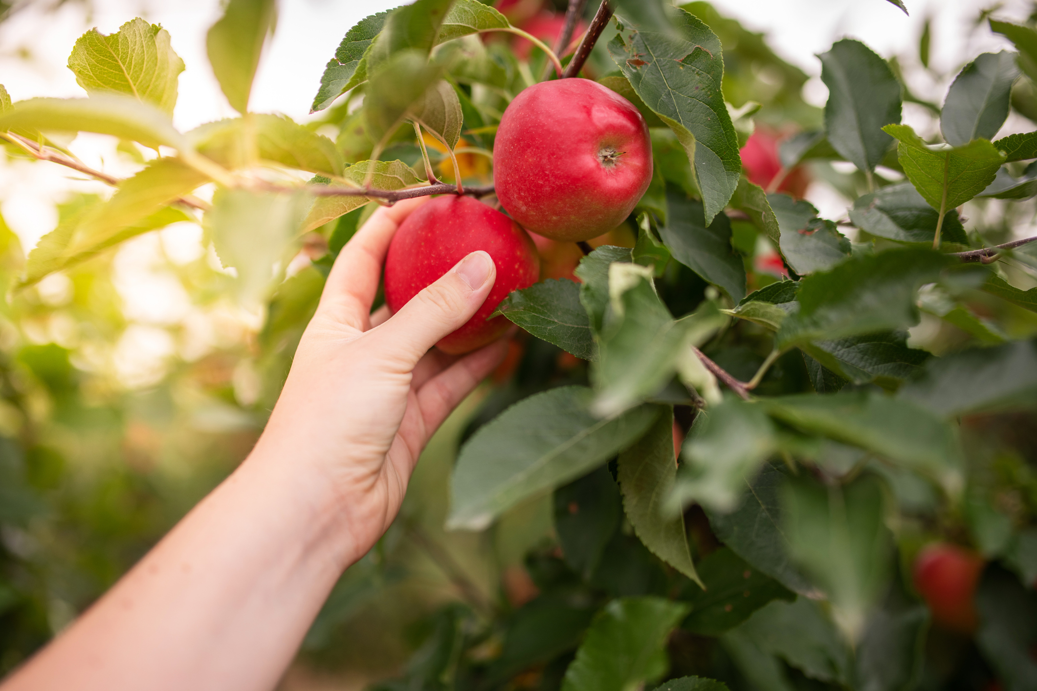 Apple picking season on the North Fork